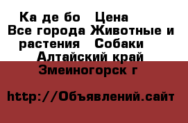 Ка де бо › Цена ­ 25 - Все города Животные и растения » Собаки   . Алтайский край,Змеиногорск г.